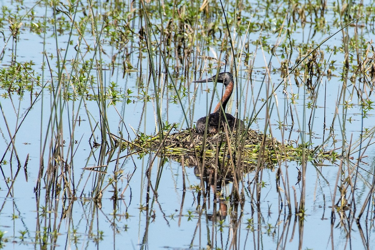 Great Grebe - Gerardo Serra