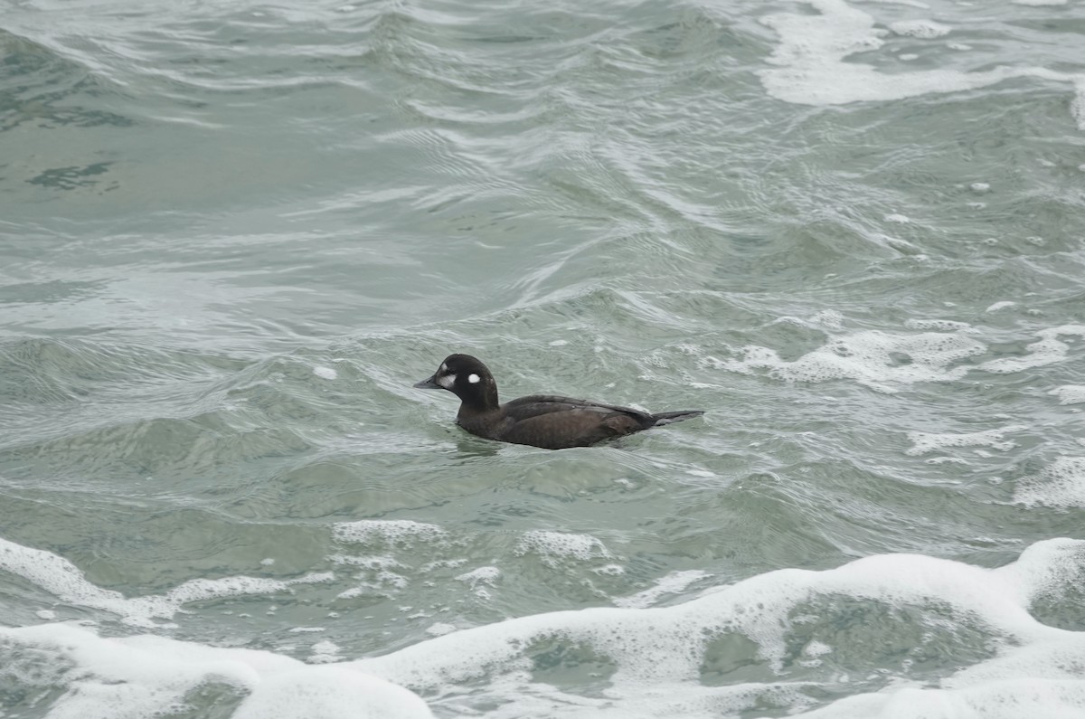 Harlequin Duck - ML613827905