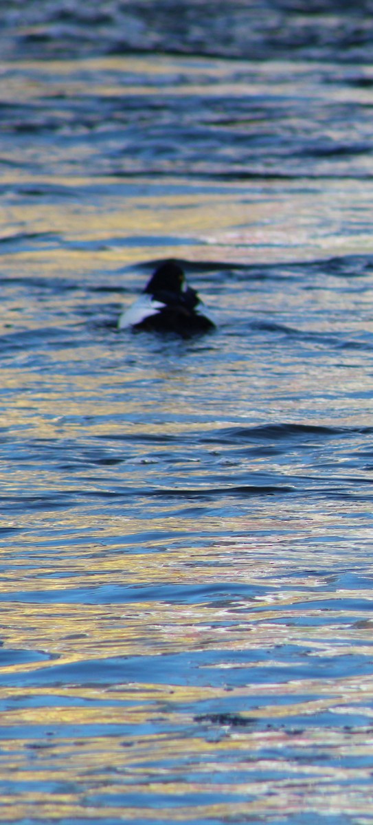 Common Goldeneye - ML613827918