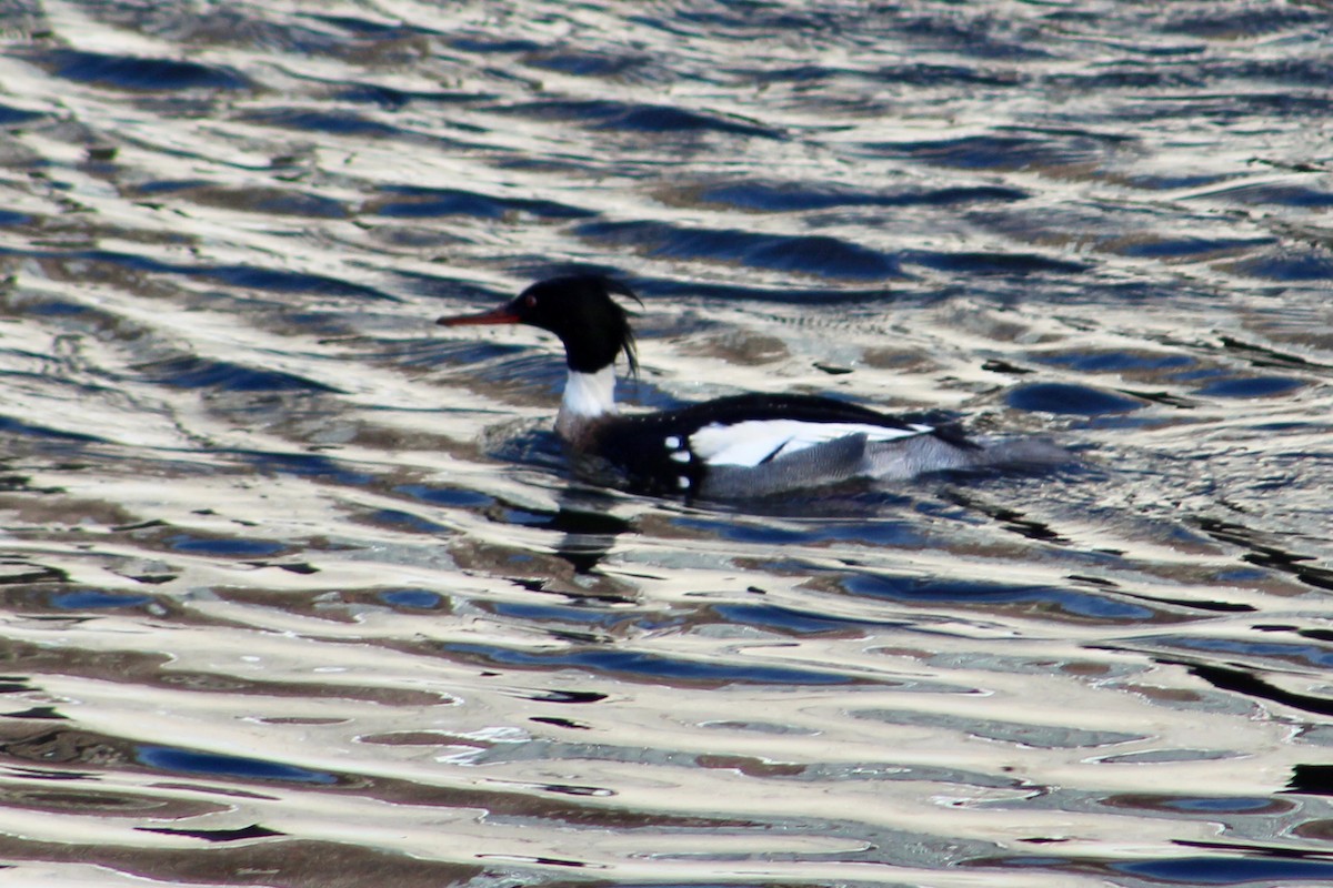 Red-breasted Merganser - ML613827941