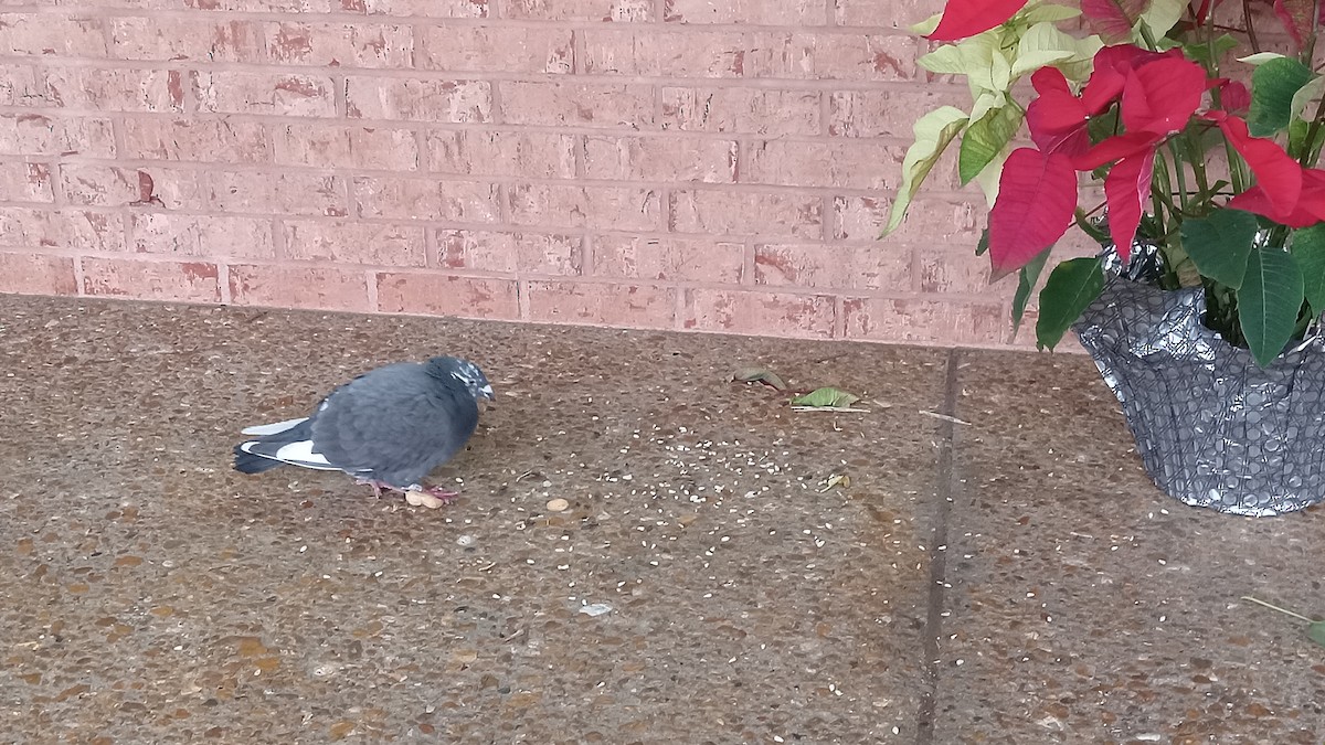 Rock Pigeon (Feral Pigeon) - ML613827947