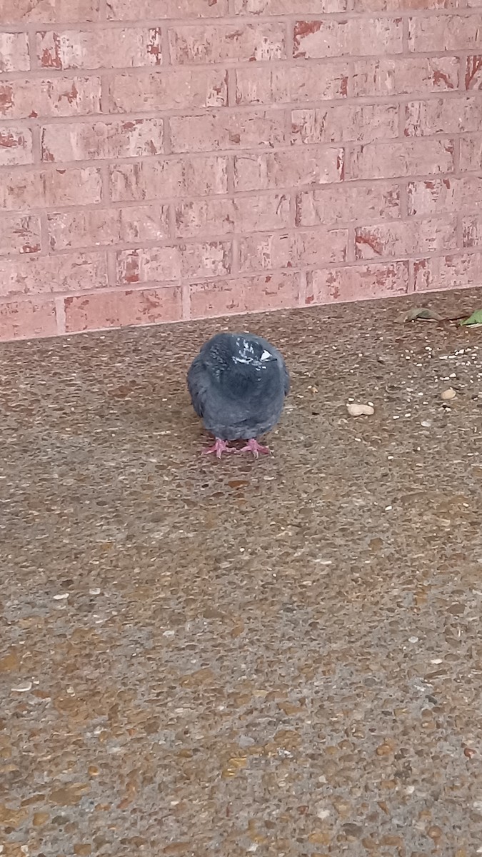 Rock Pigeon (Feral Pigeon) - ML613827948