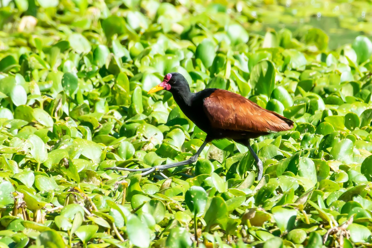 Wattled Jacana - Gerardo Serra