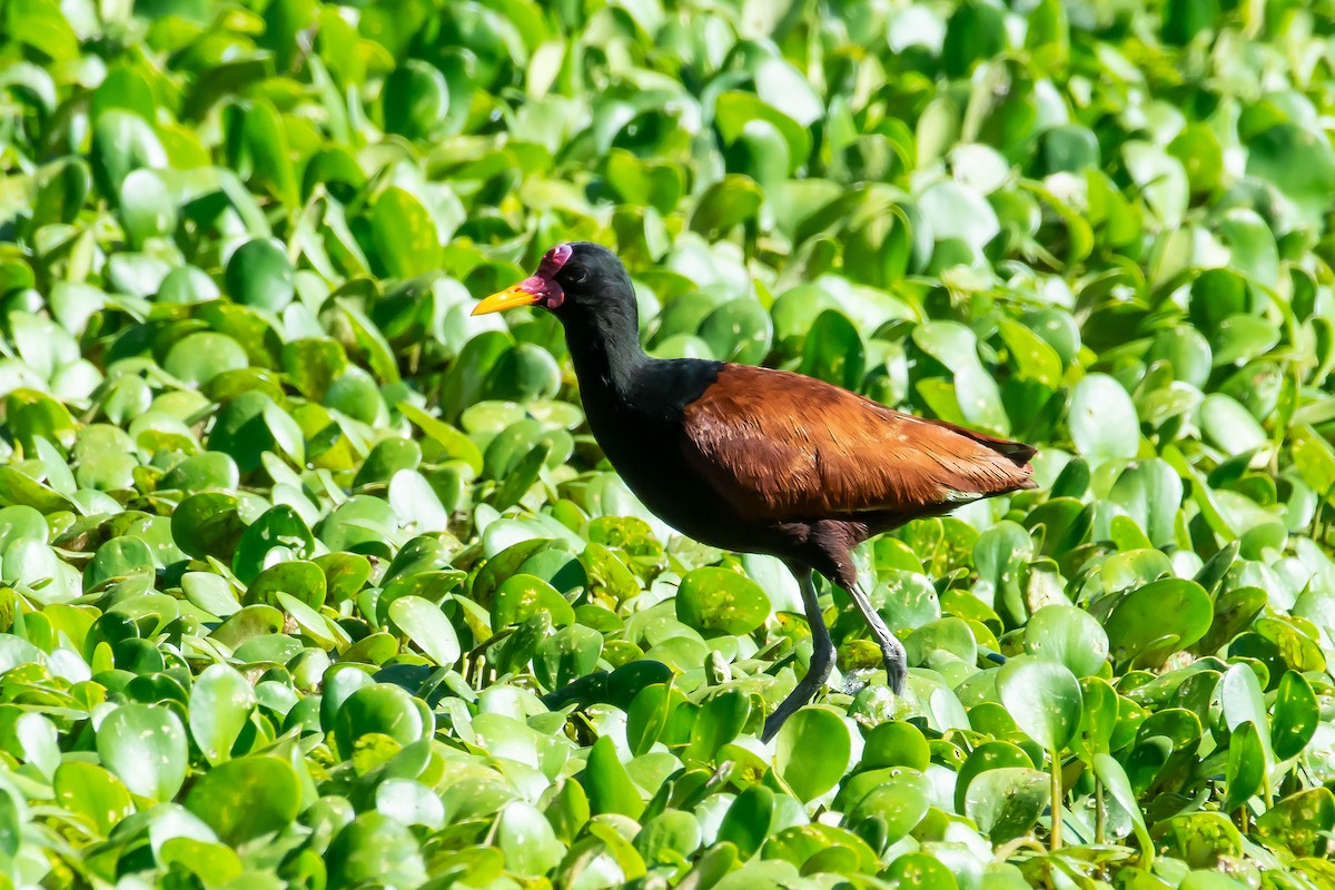 Wattled Jacana - Gerardo Serra