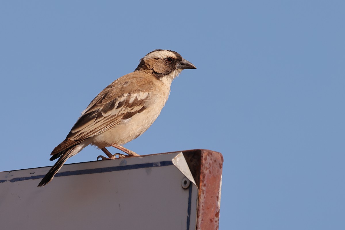 White-browed Sparrow-Weaver - ML613827967