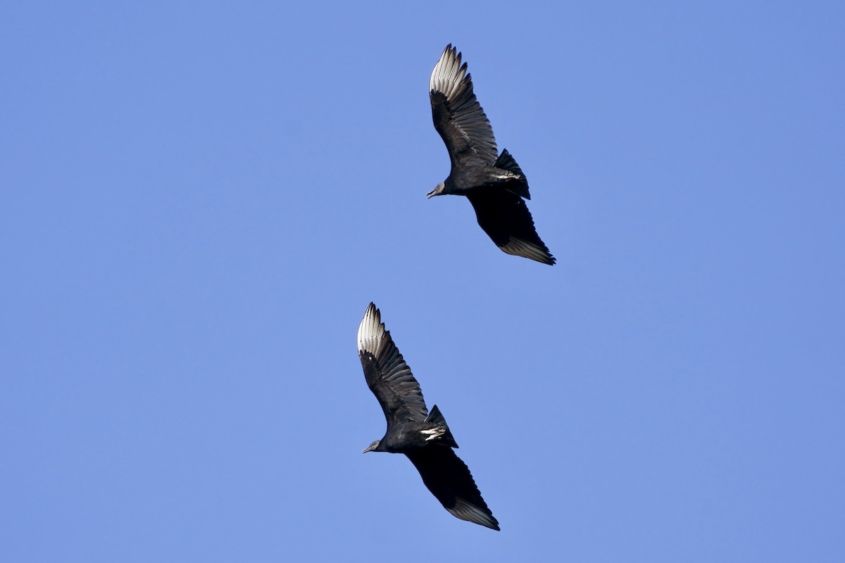 Black Vulture - ML613828012