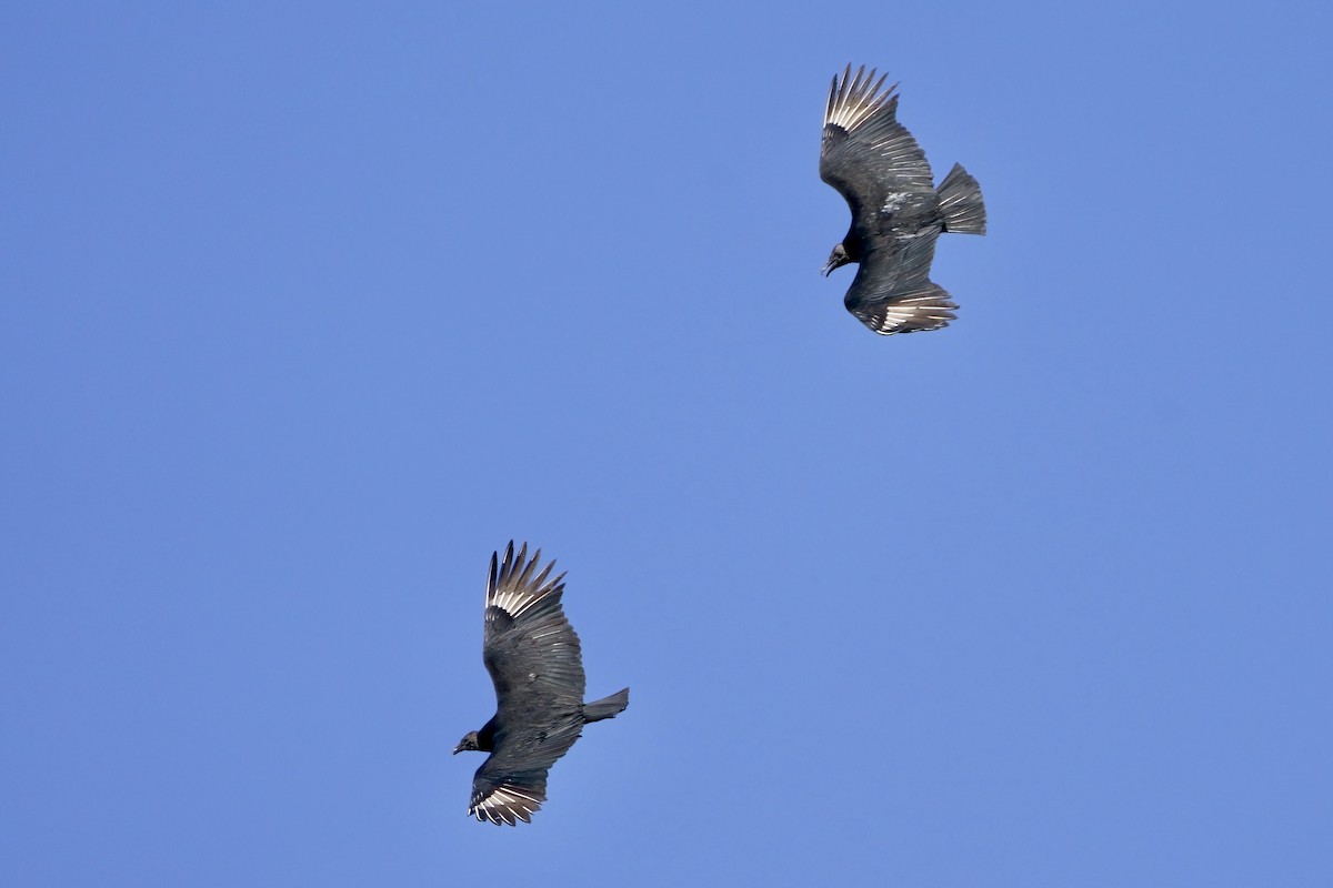 Black Vulture - ML613828013