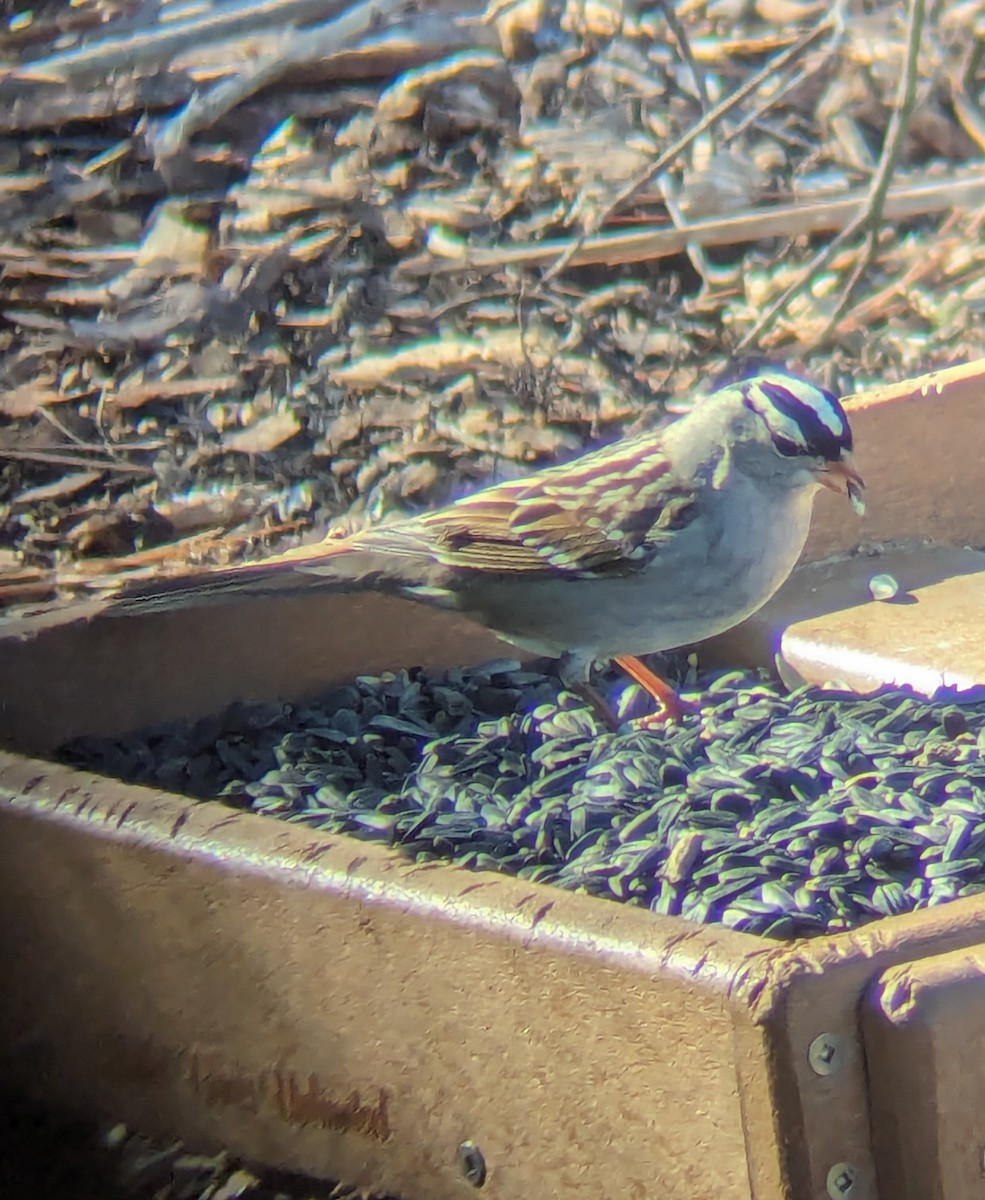 White-crowned Sparrow - ML613828038