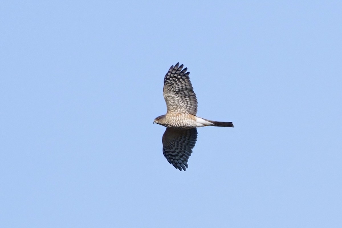 Sharp-shinned Hawk - ML613828039