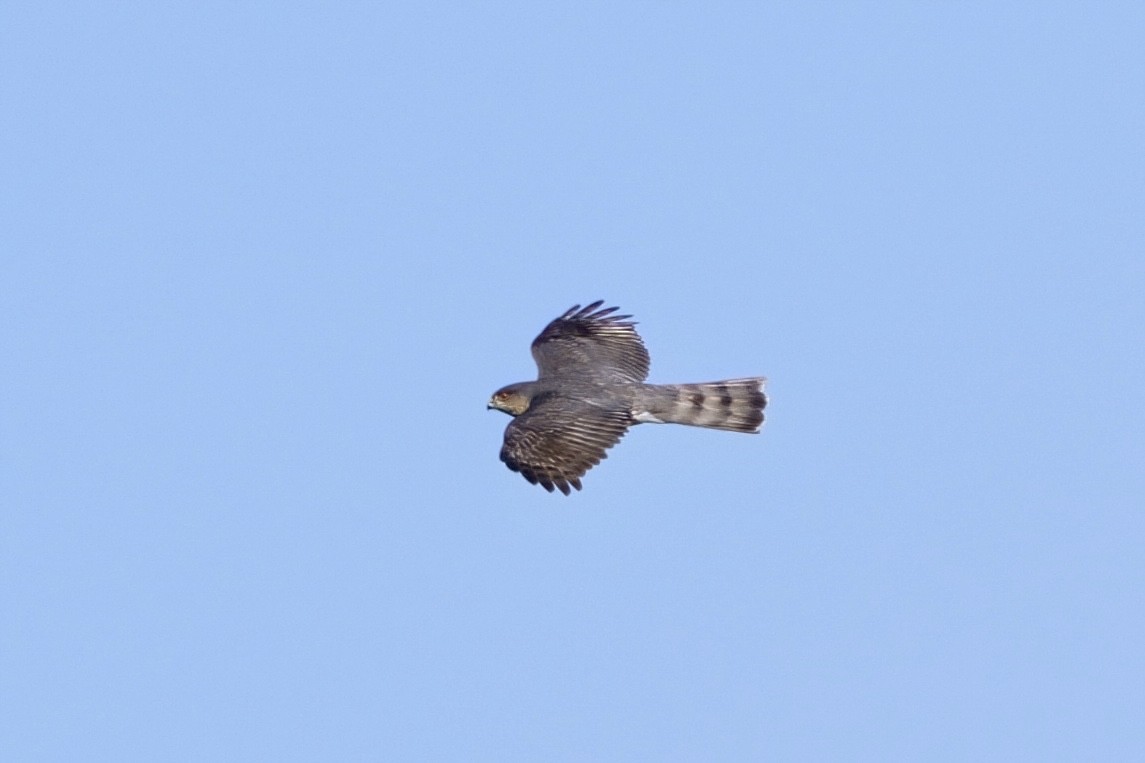 Sharp-shinned Hawk - ML613828040