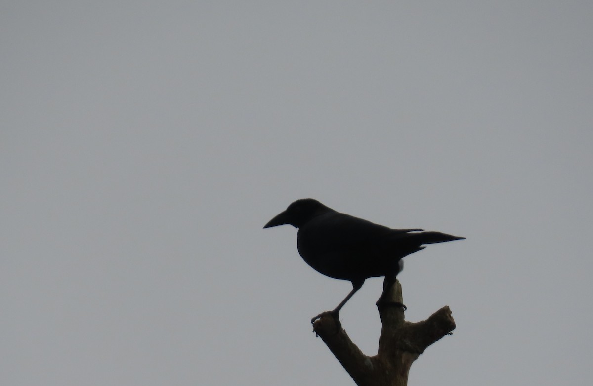 Giant Cowbird - Paul Nicholson