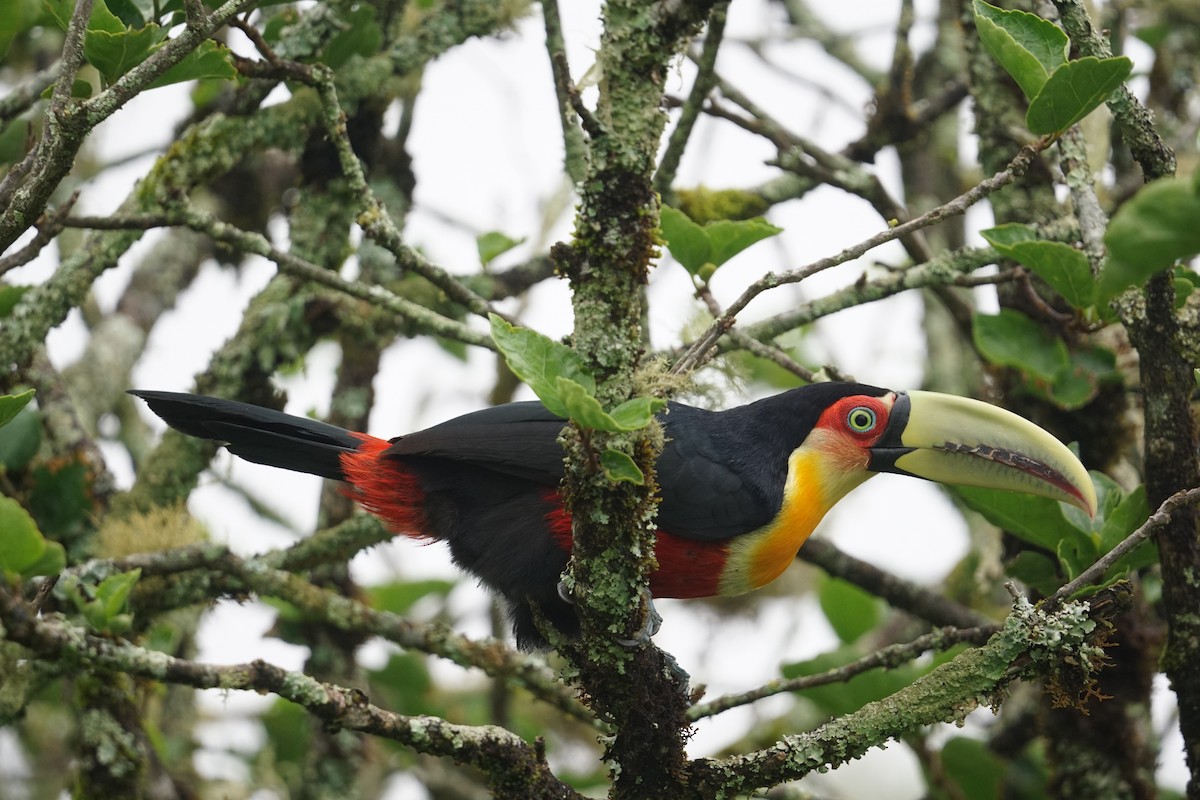 Red-breasted Toucan - ML613828085