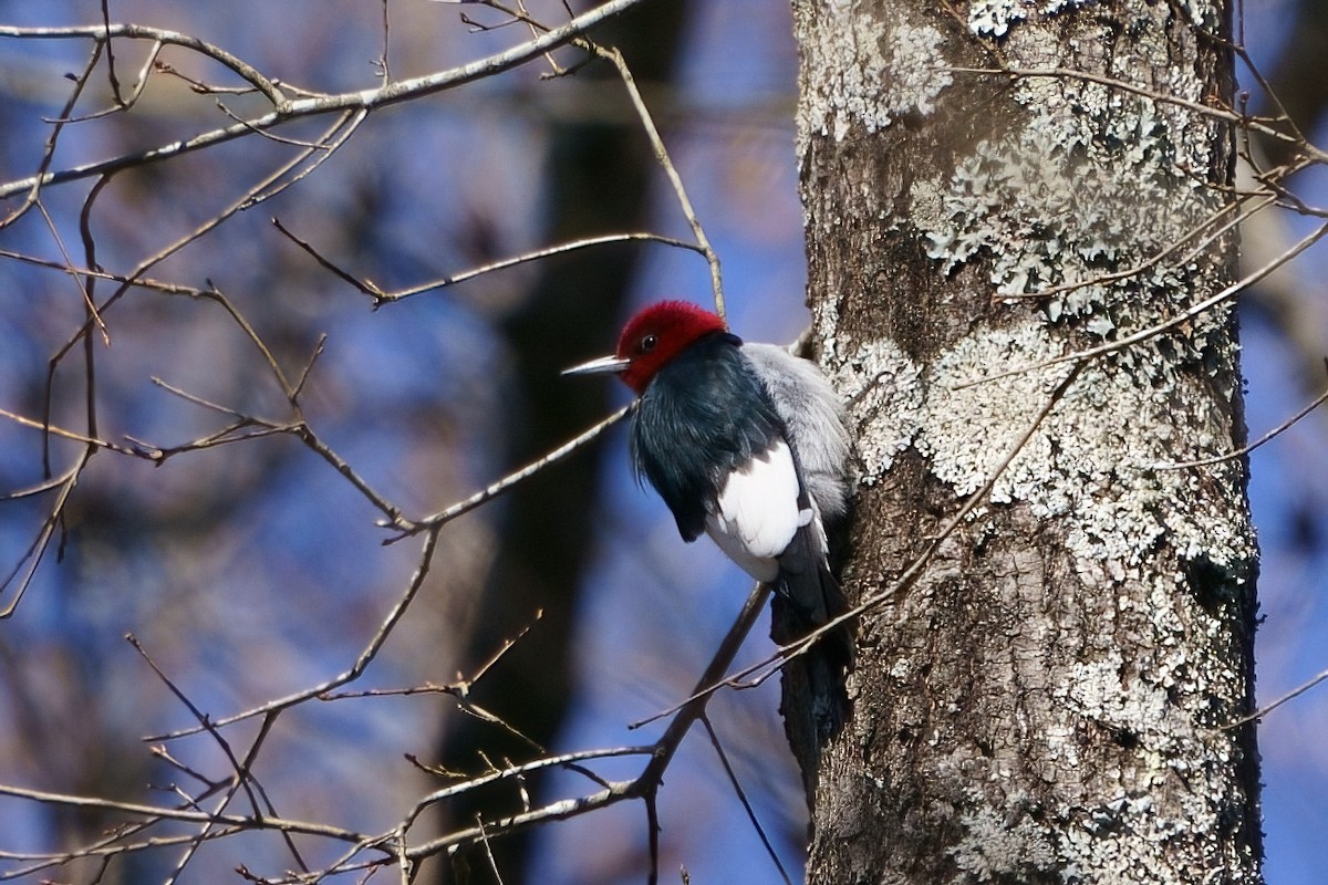 Red-headed Woodpecker - ML613828185