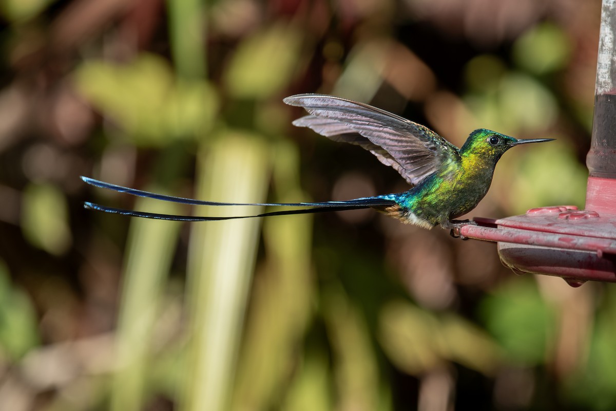 Violet-tailed Sylph - ML613828191