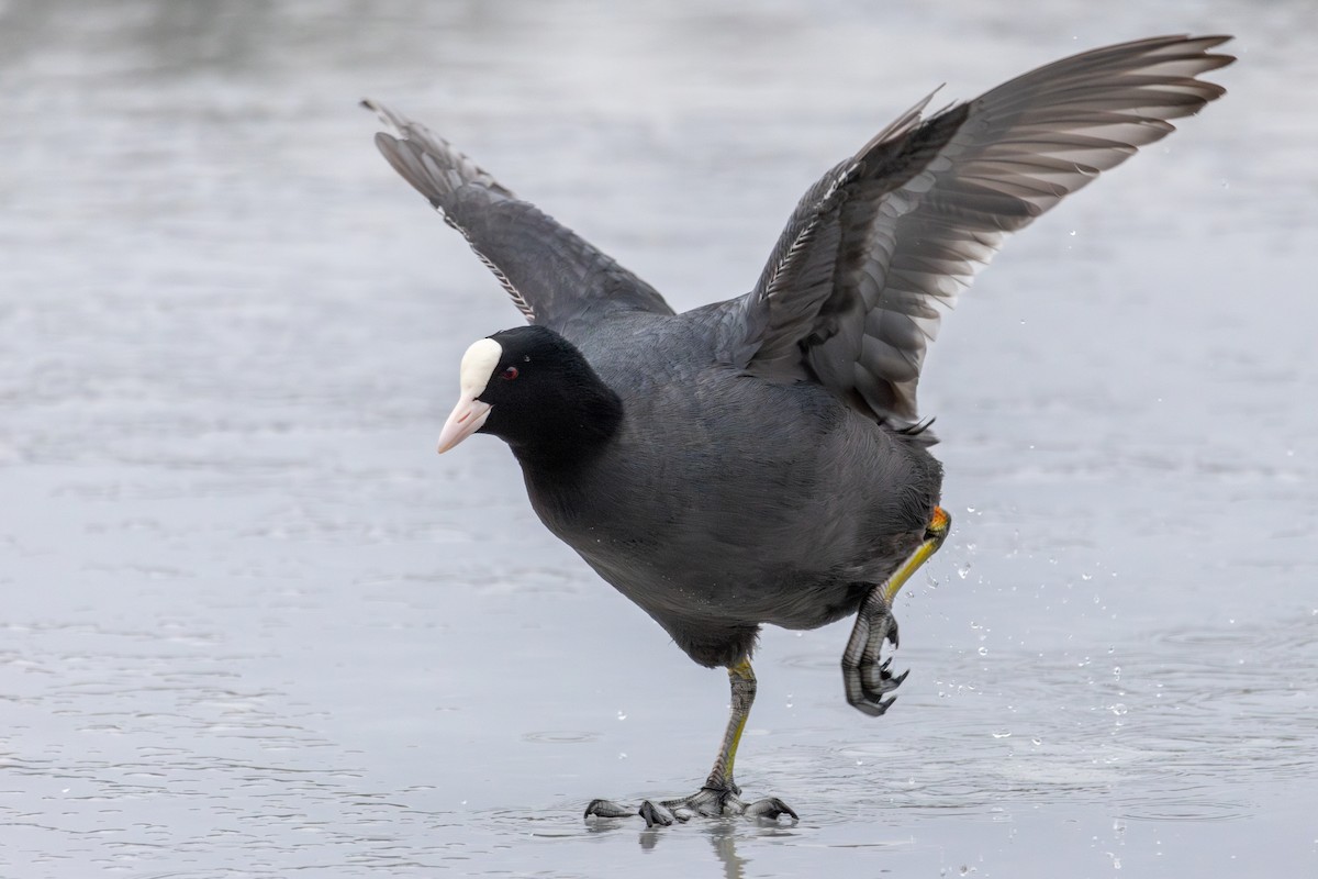 Eurasian Coot - Alexis Lours