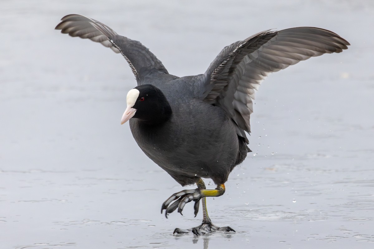 Eurasian Coot - ML613828204