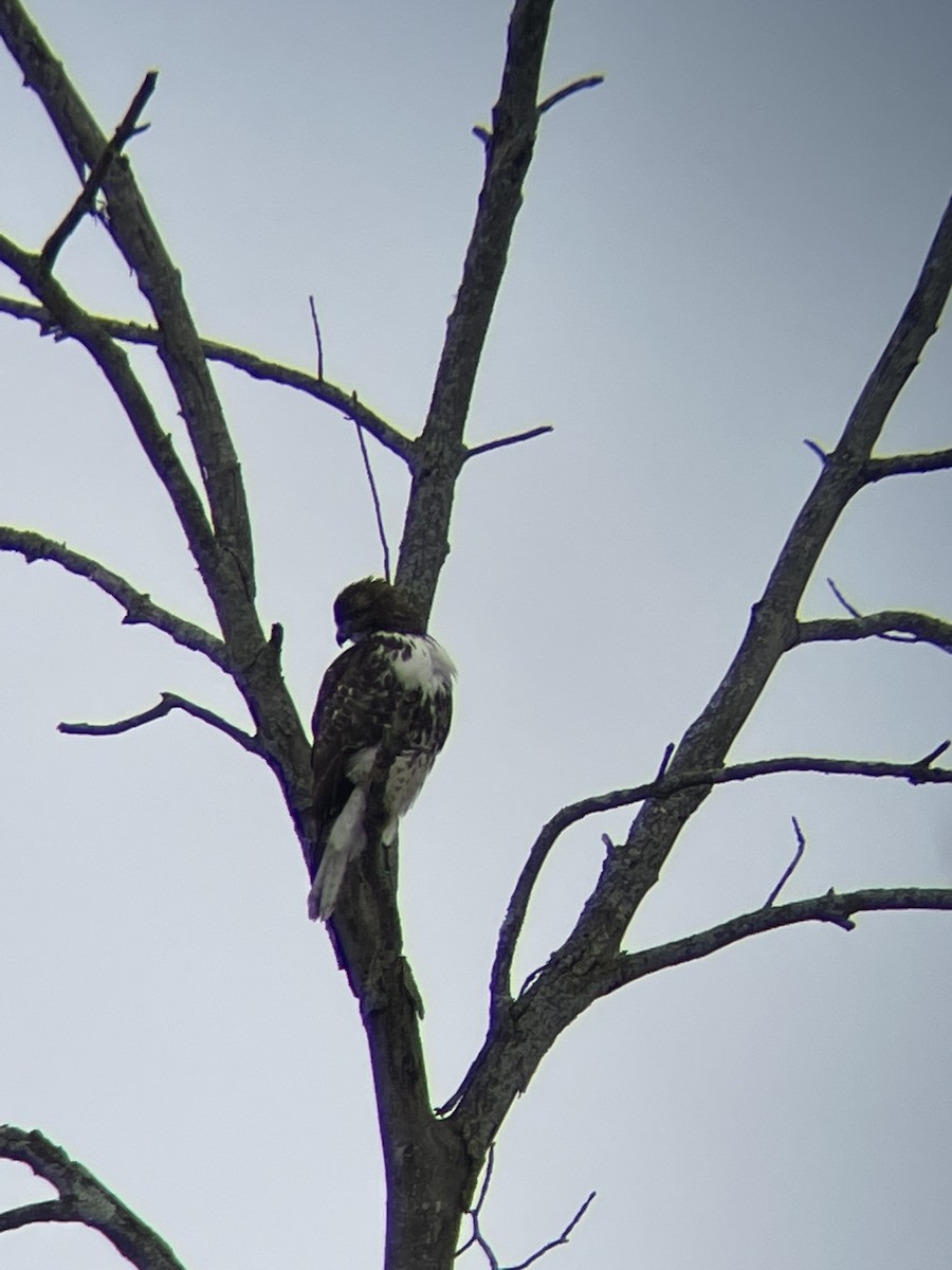 Red-tailed Hawk - ML613828256