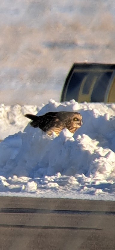 Short-eared Owl - ML613828319