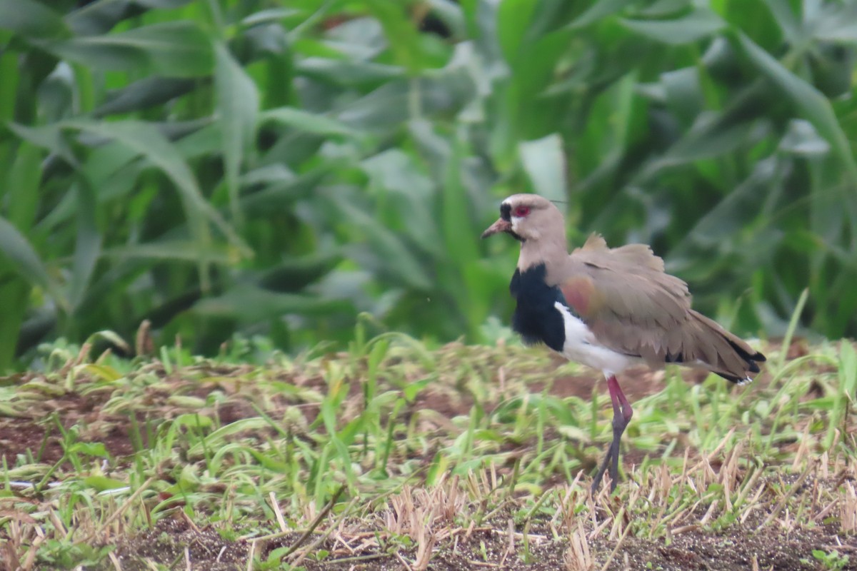 Southern Lapwing - ML613828330