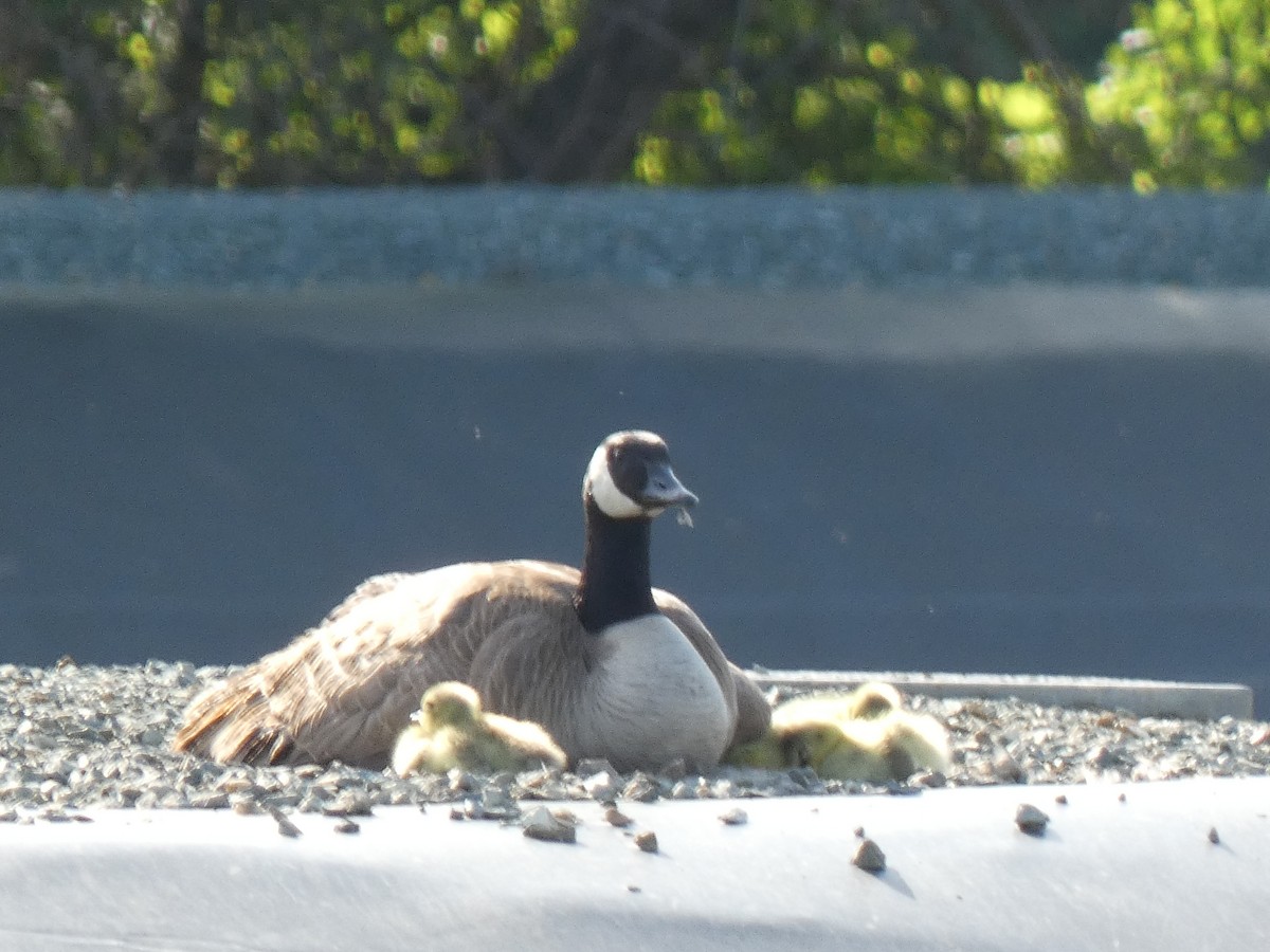 Canada Goose - Joseph Atkinson