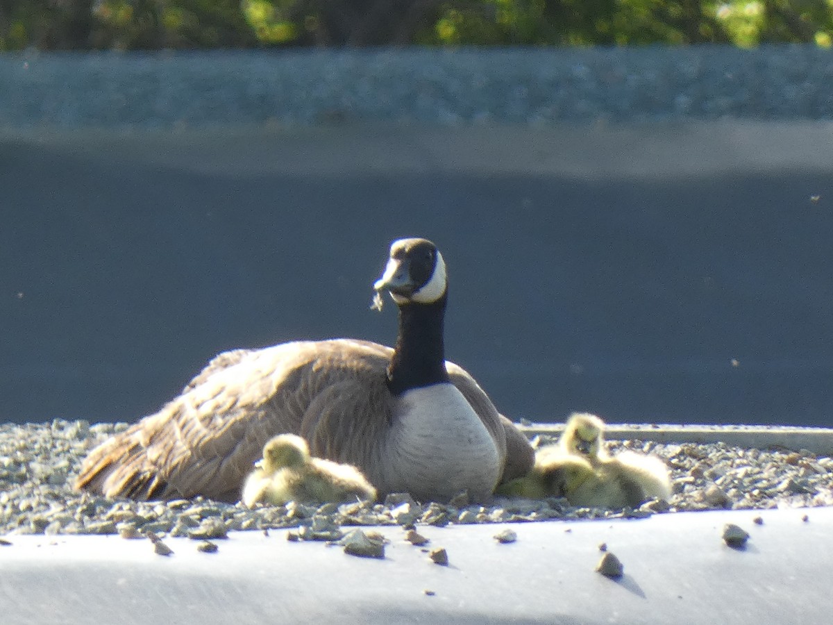 Canada Goose - Joseph Atkinson