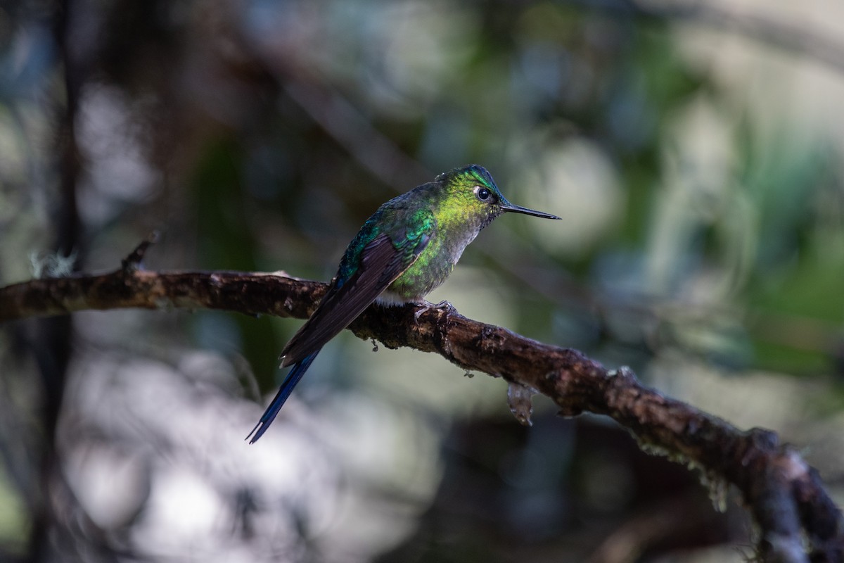 Violet-tailed Sylph - ML613828557