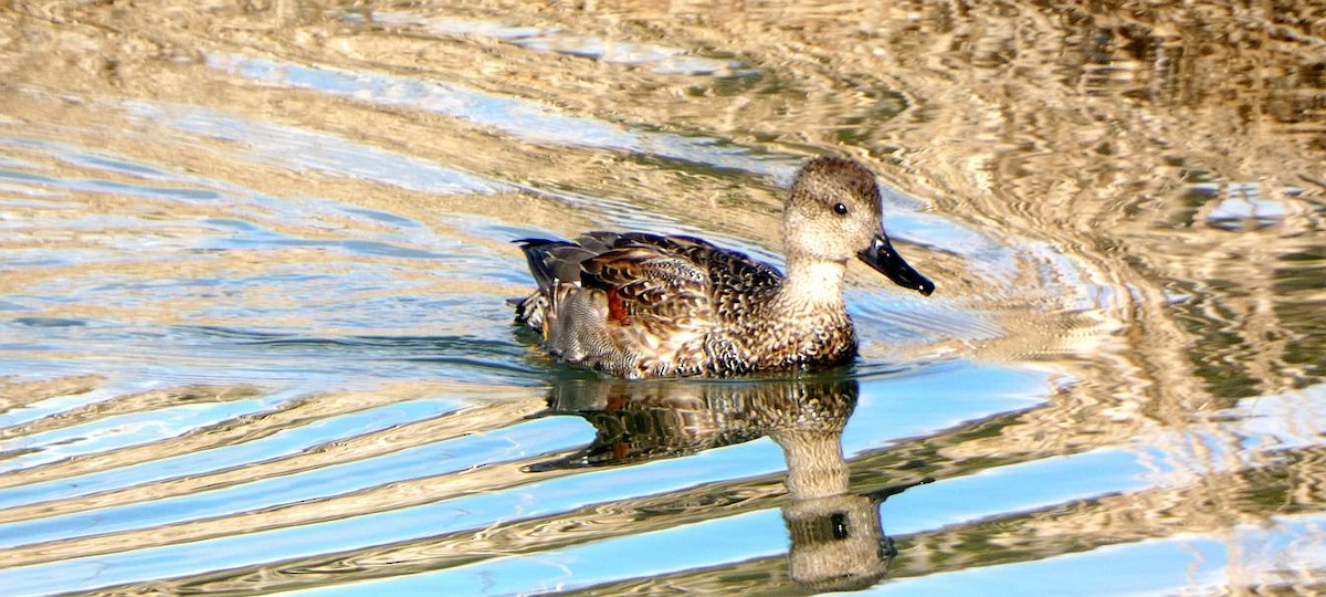 Gadwall - ML613828608