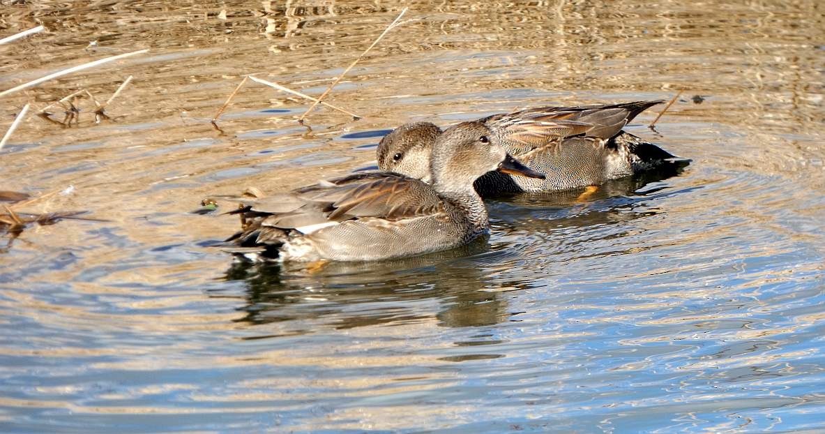 Gadwall - Brian Hill