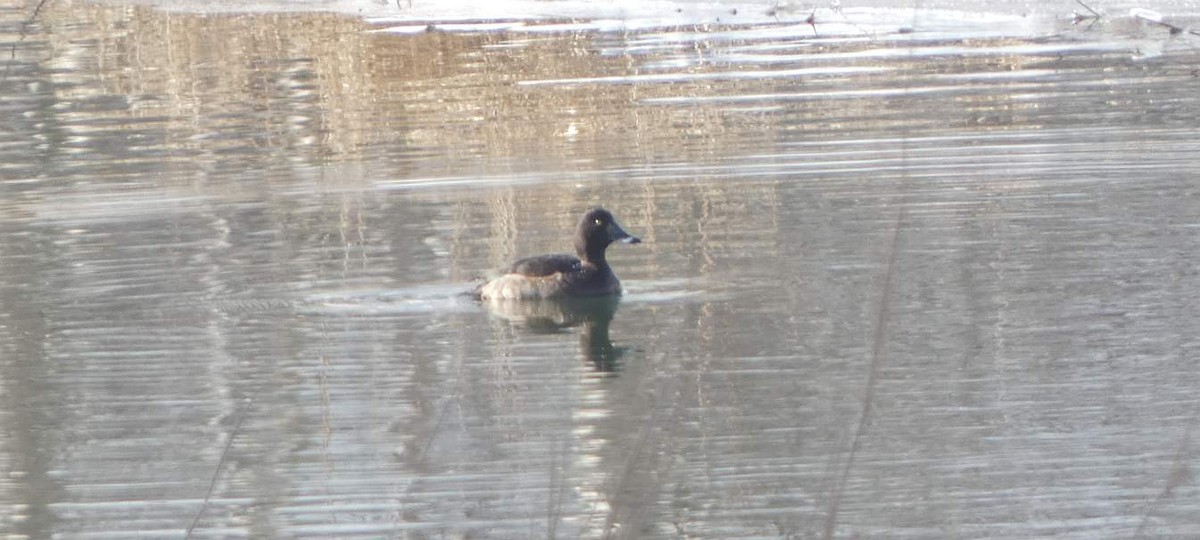 Ring-necked Duck - Brian Hill