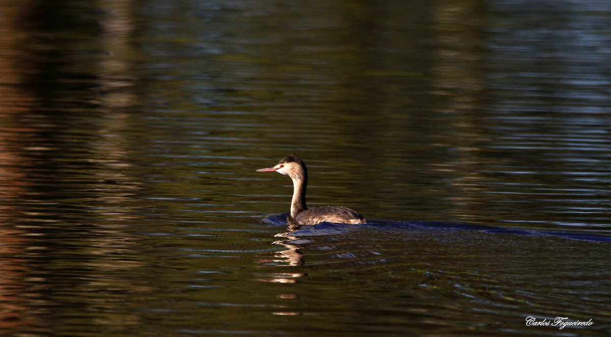 Great Crested Grebe - ML613828675