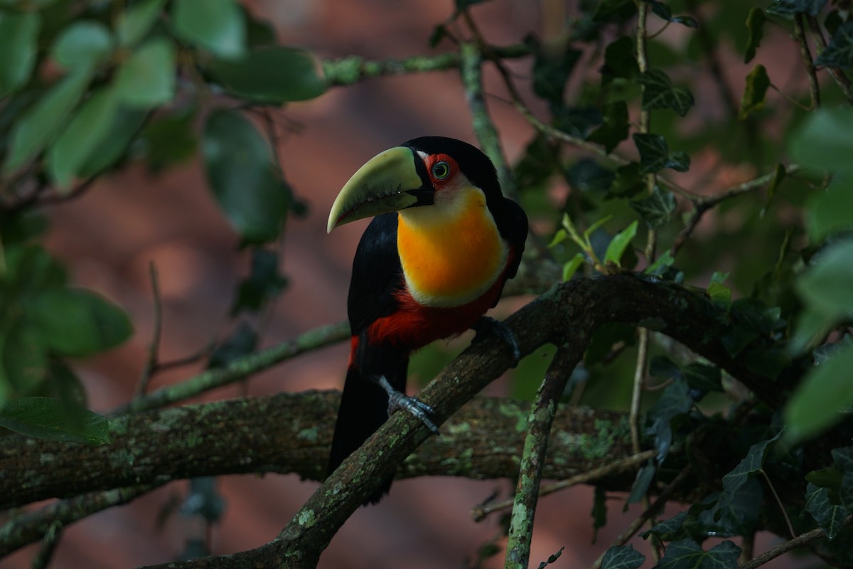 Red-breasted Toucan - ML613828762