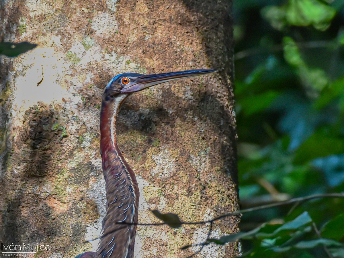 Agami Heron - ML613828765