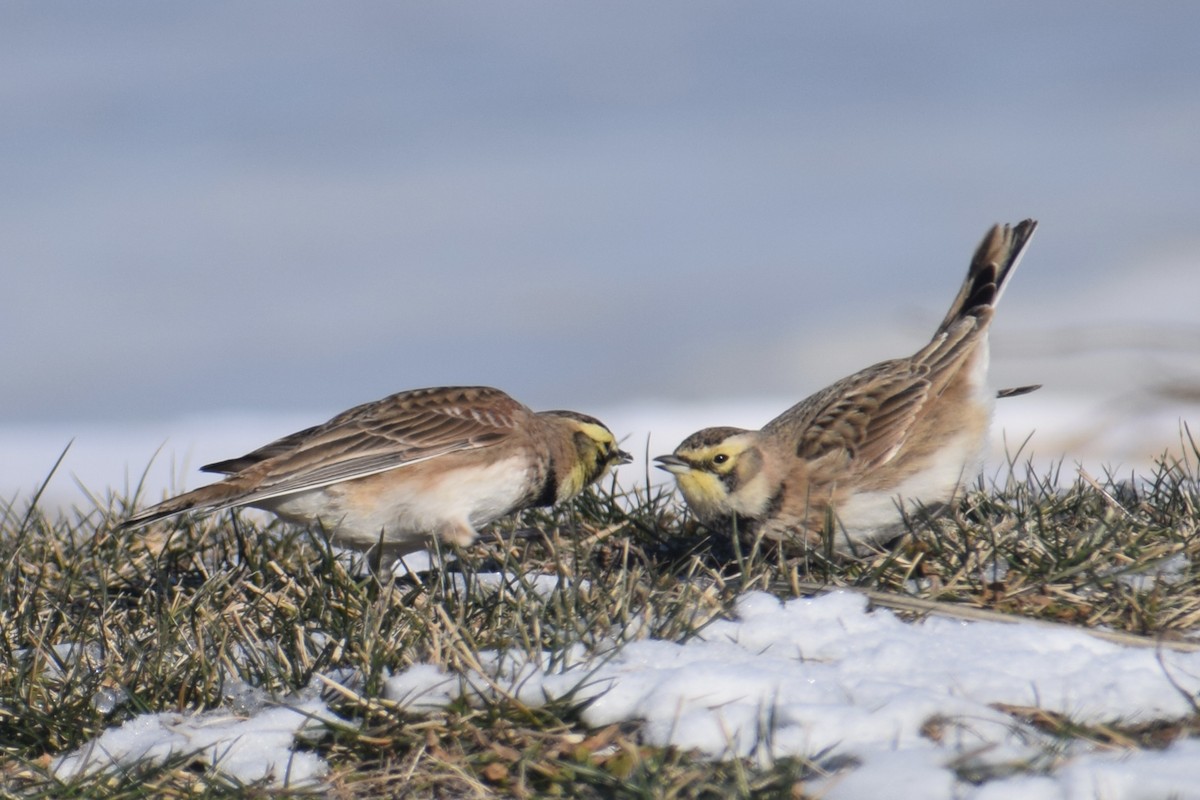 Horned Lark - Neal Fitzsimmons