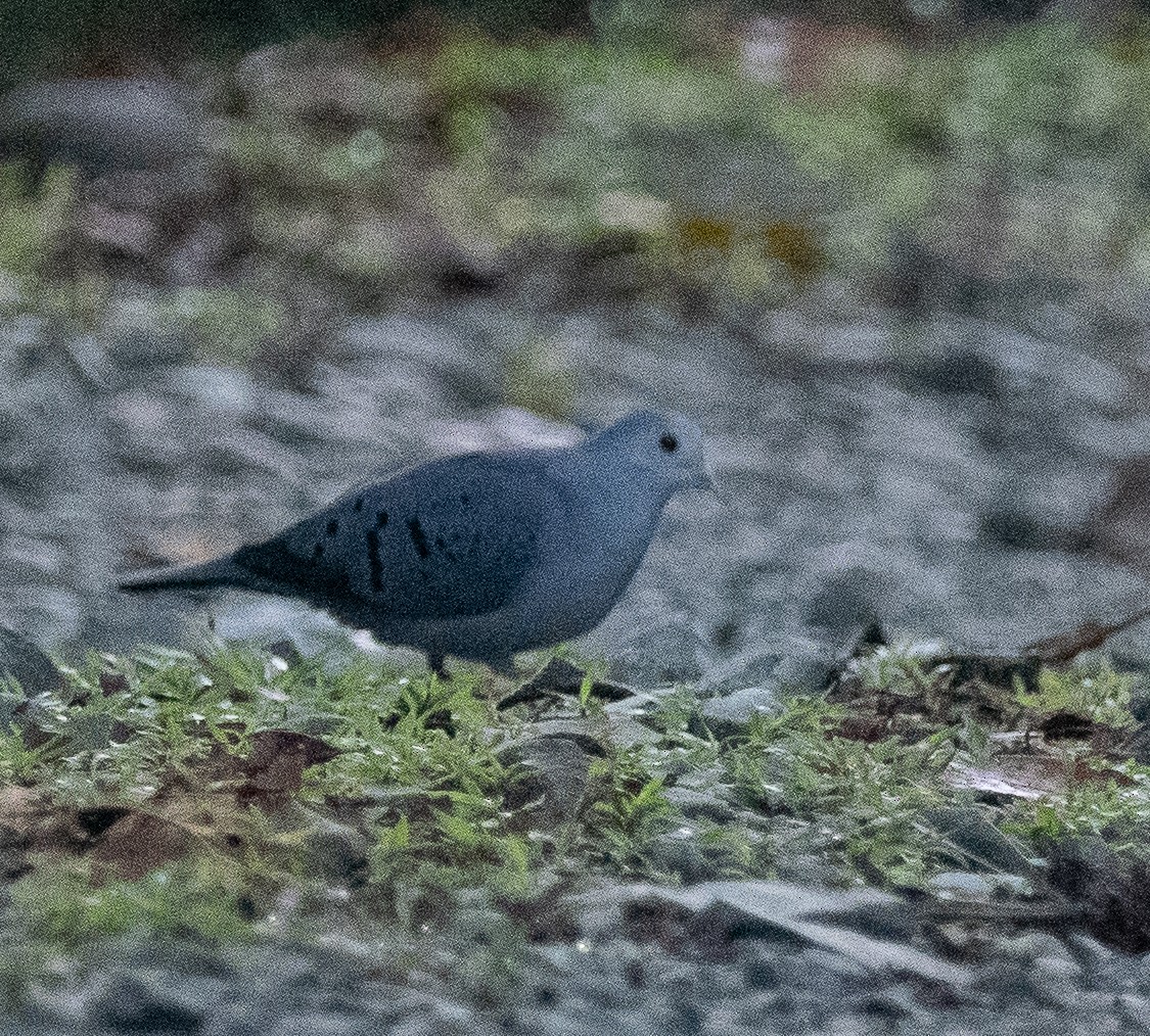 Талпакоті сірий - ML613828821