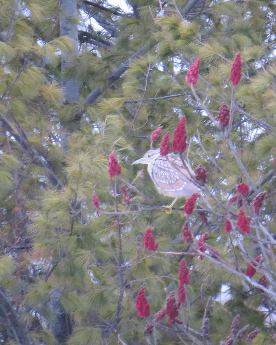 Black-crowned Night Heron - ML613828894