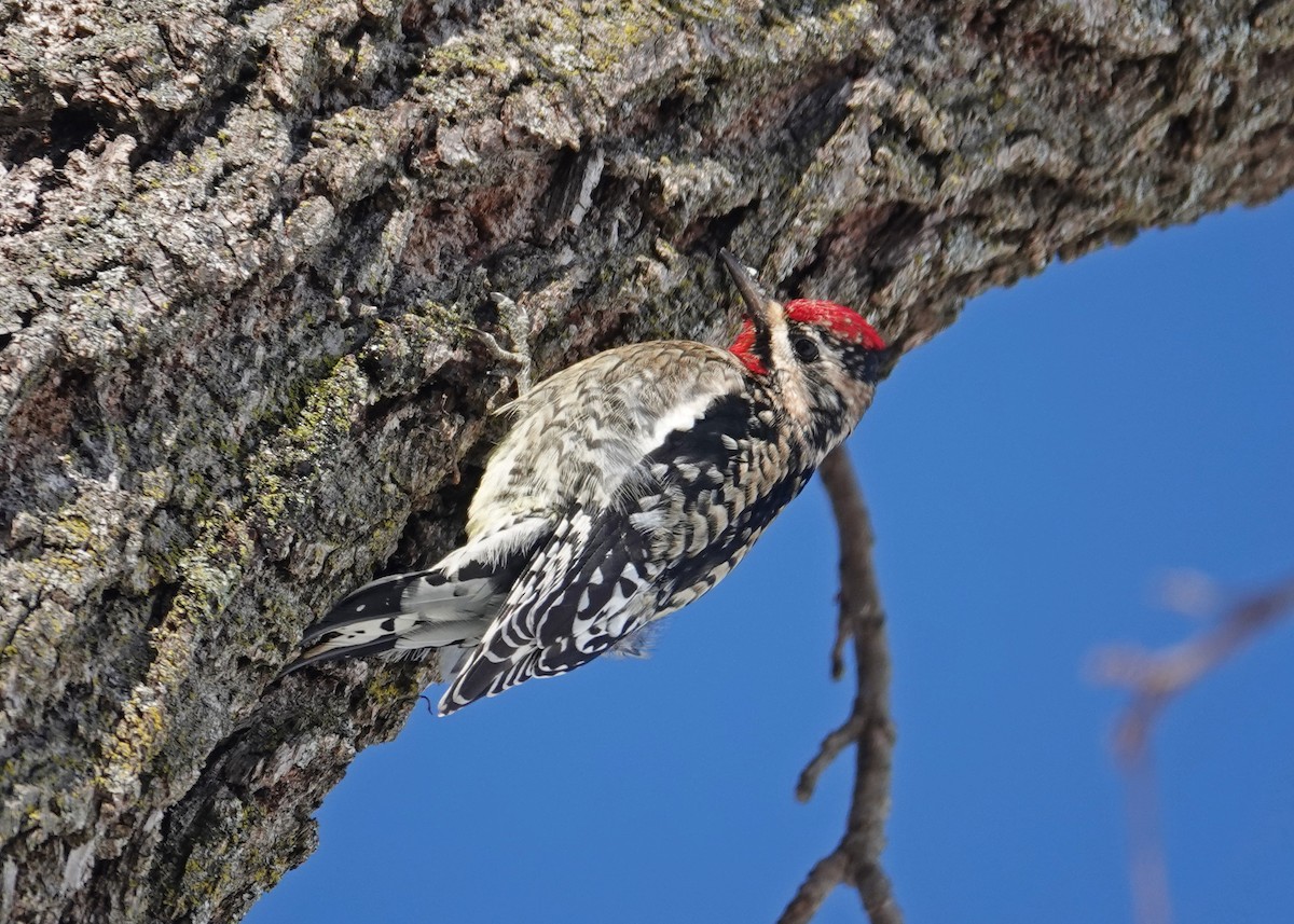 Yellow-bellied Sapsucker - N. Wade Snyder