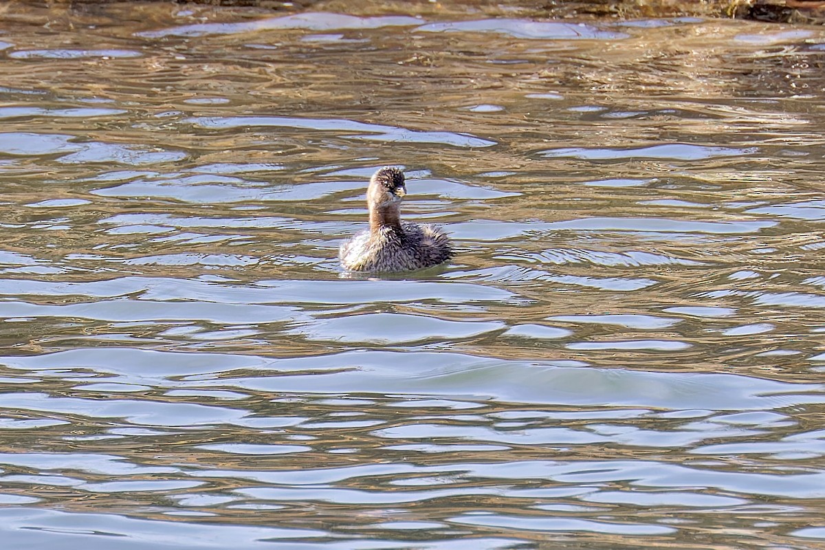 Pied-billed Grebe - ML613829003