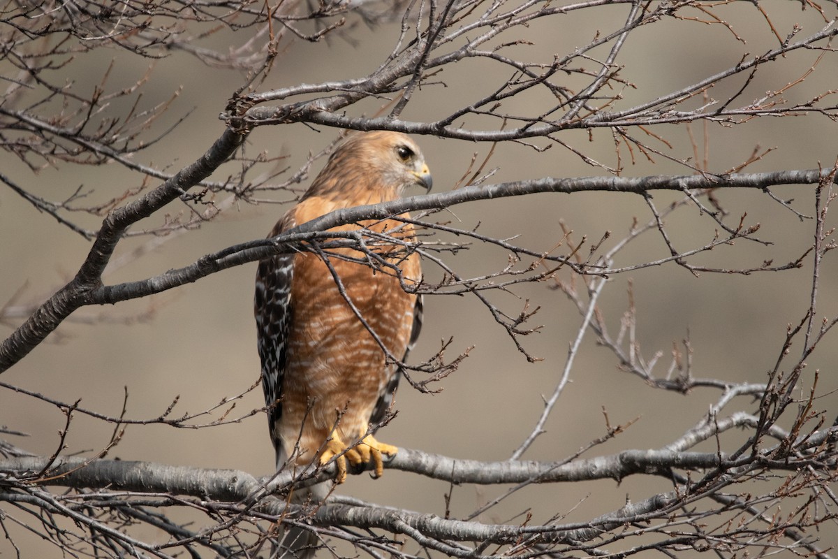 Red-shouldered Hawk - ML613829007