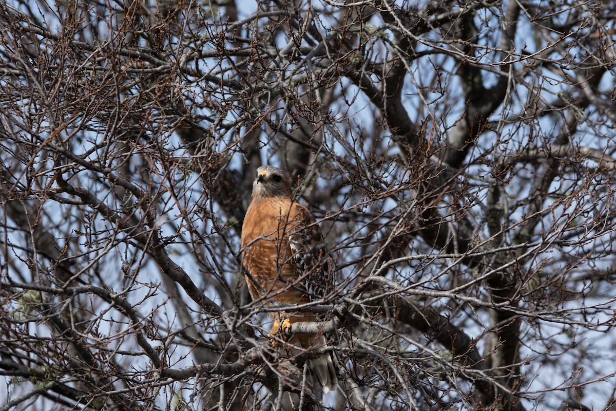 Red-shouldered Hawk - ML613829012