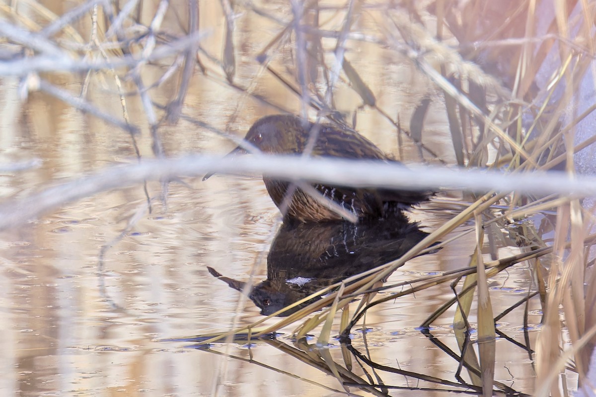 Virginia Rail - ML613829047