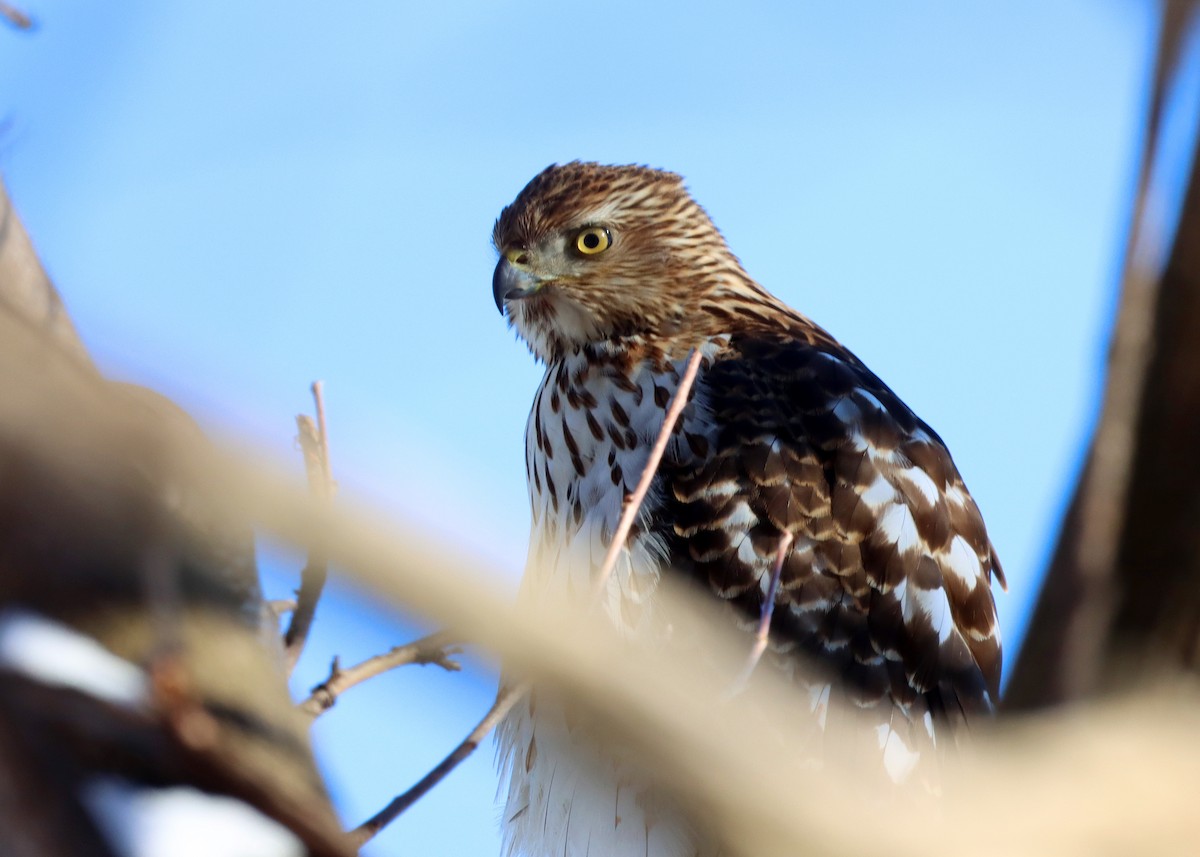 Cooper's Hawk - ML613829150