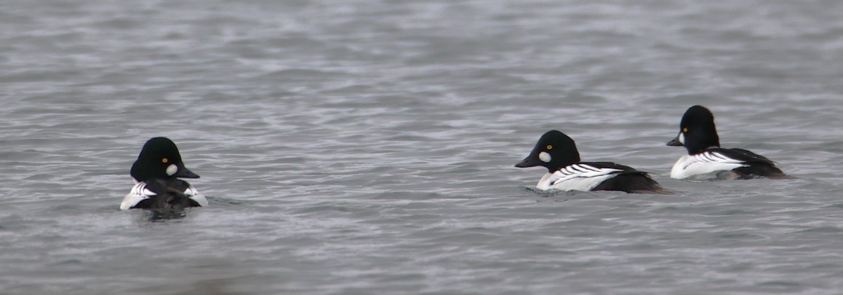 Common Goldeneye - ML613829152