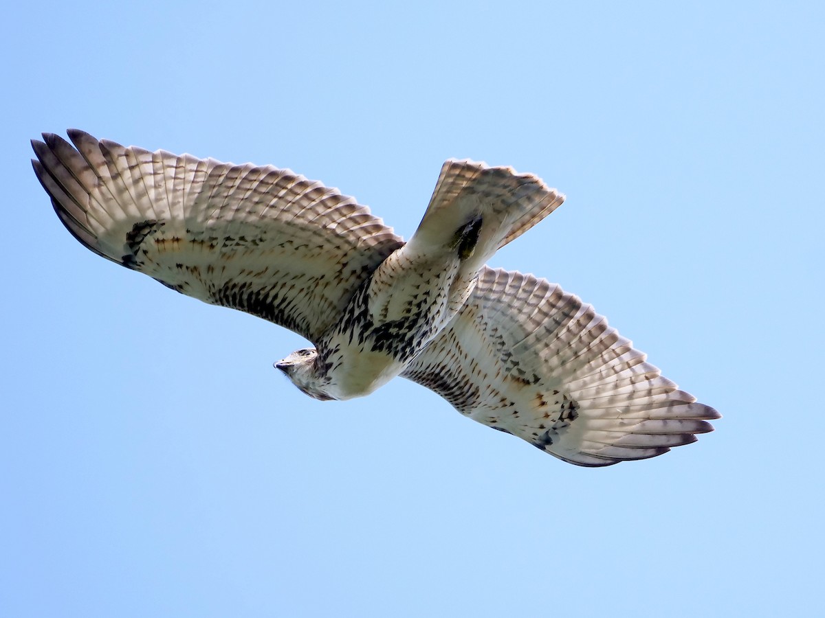 Red-tailed Hawk - ML613829174