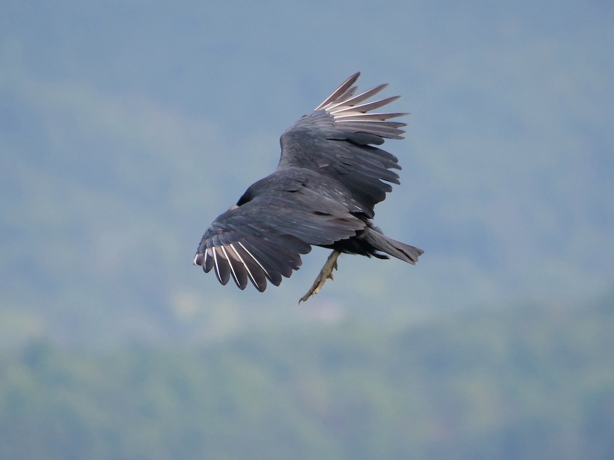 Black Vulture - Tim Boucher