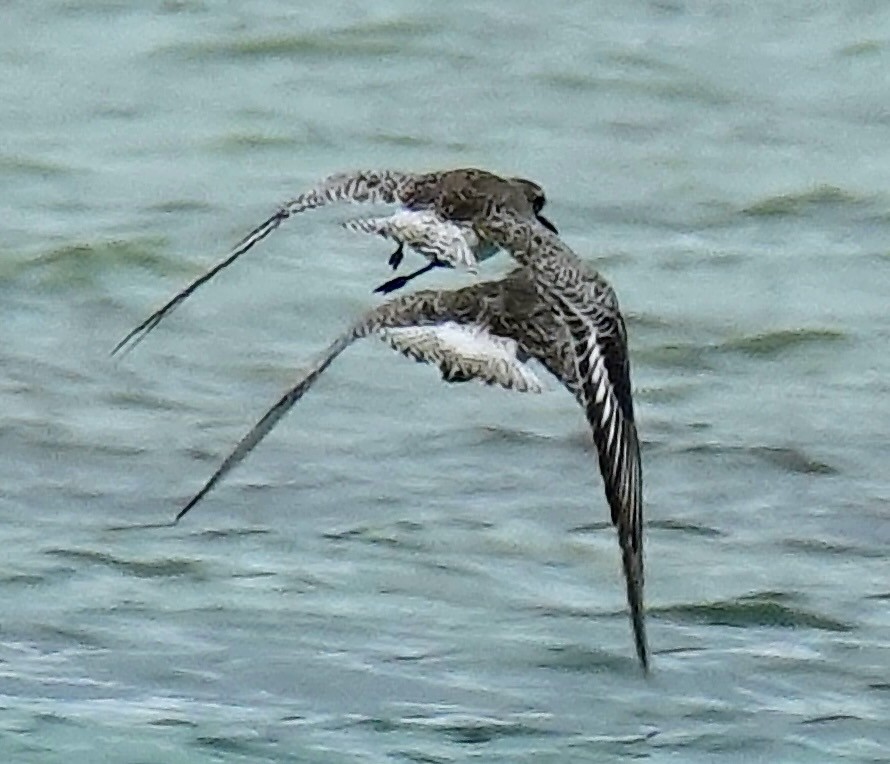 Black-bellied Plover - ML613829373