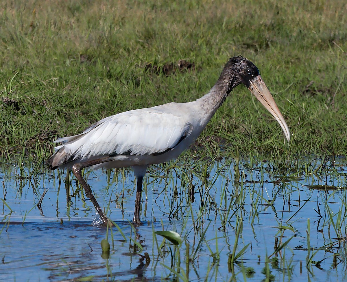 Wood Stork - ML613829402