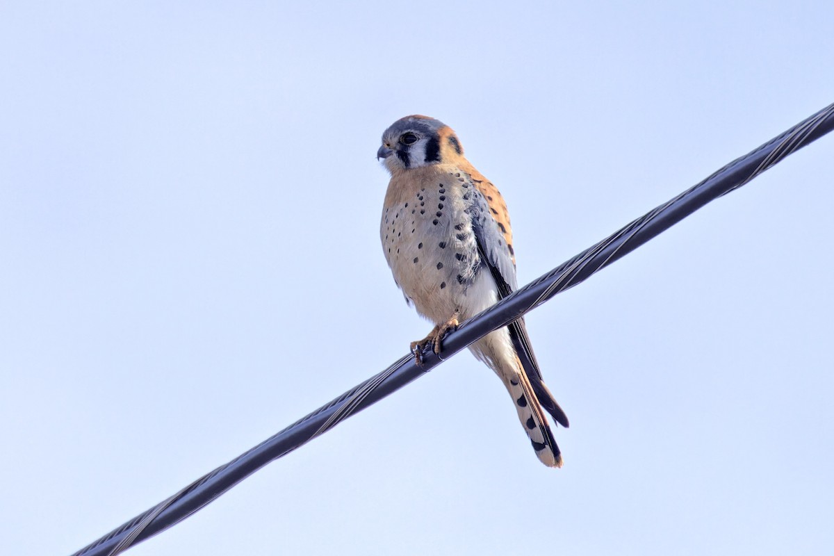 American Kestrel - ML613829405