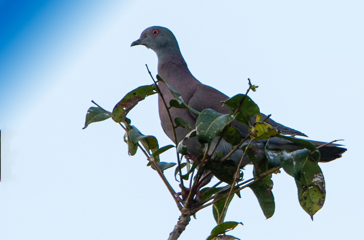 Pale-vented Pigeon - ML613829495