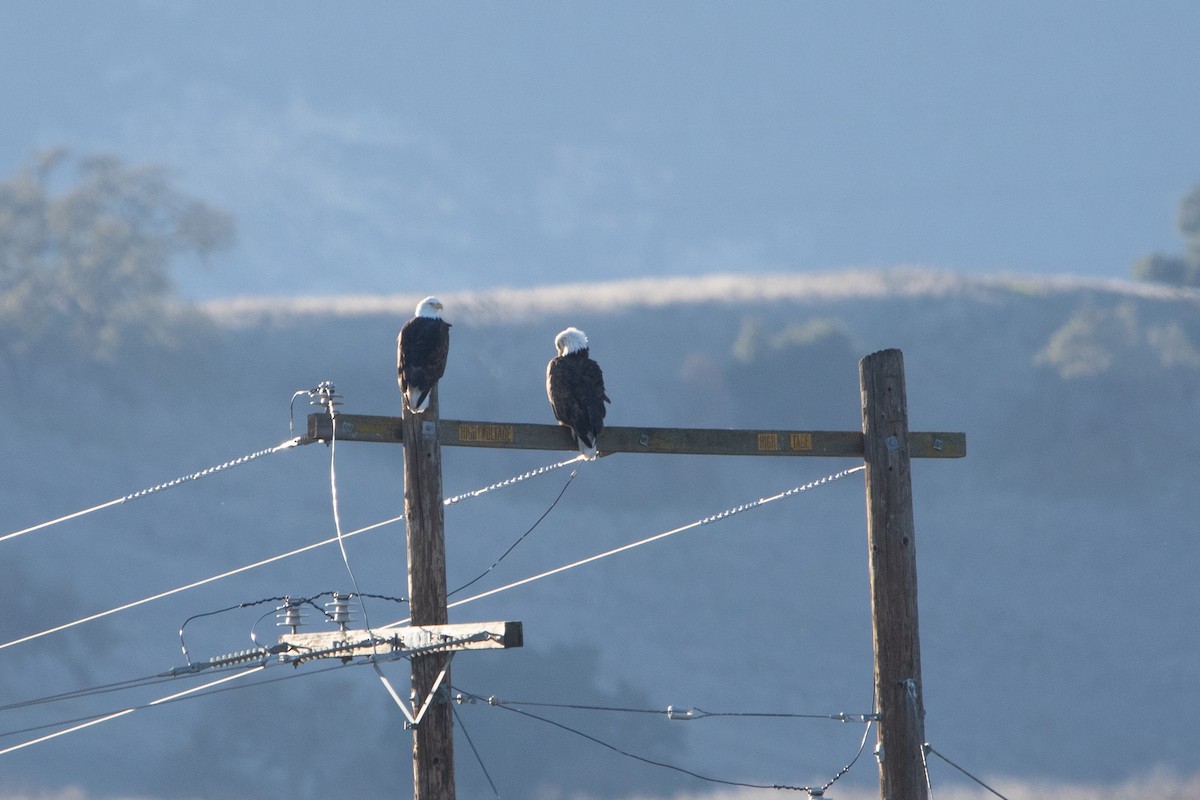 Bald Eagle - ML613829511