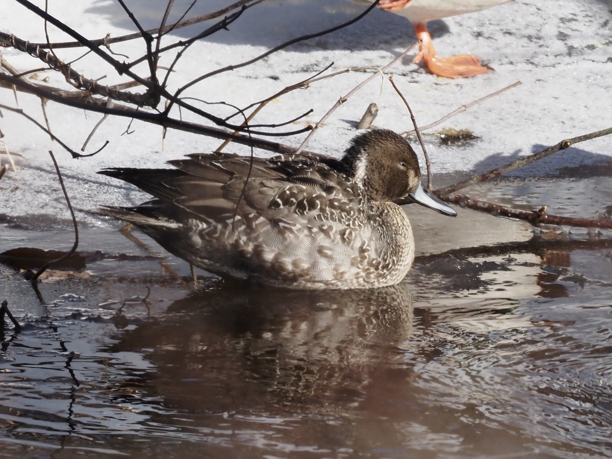 Northern Pintail - ML613829515